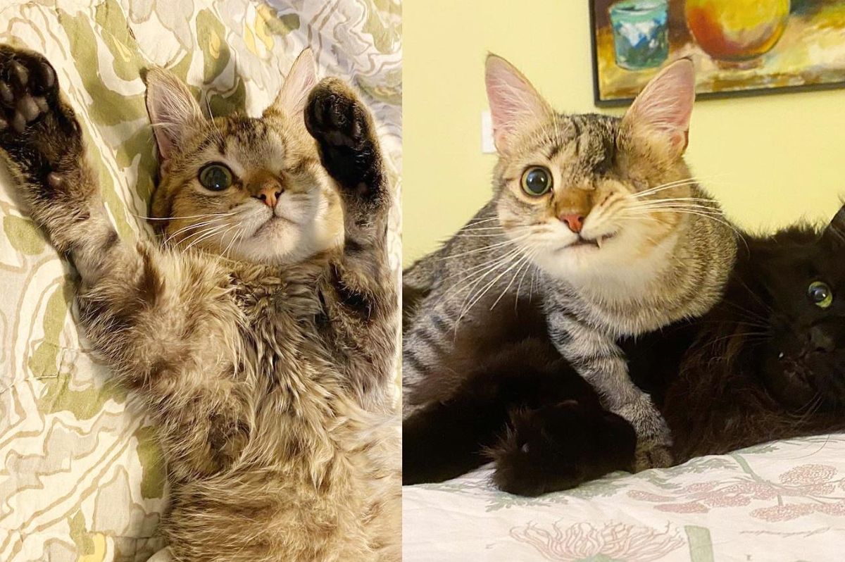 Kitten with 'Pirate' Smile Comes Out of His Shell and Shines When He No Longer Needs to Hide