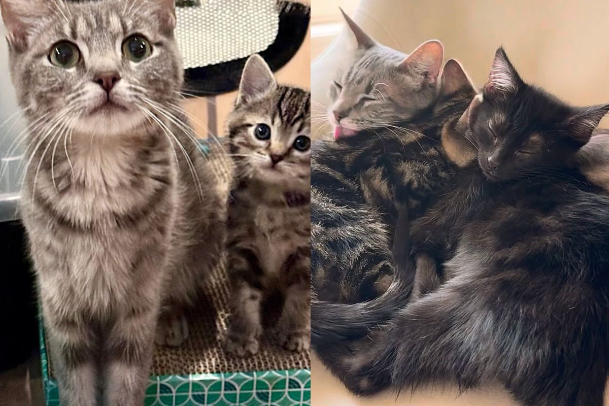 Family Adopted Kittens Then Came Back for Their Mother Cat, Leading to the Sweetest Reunion
