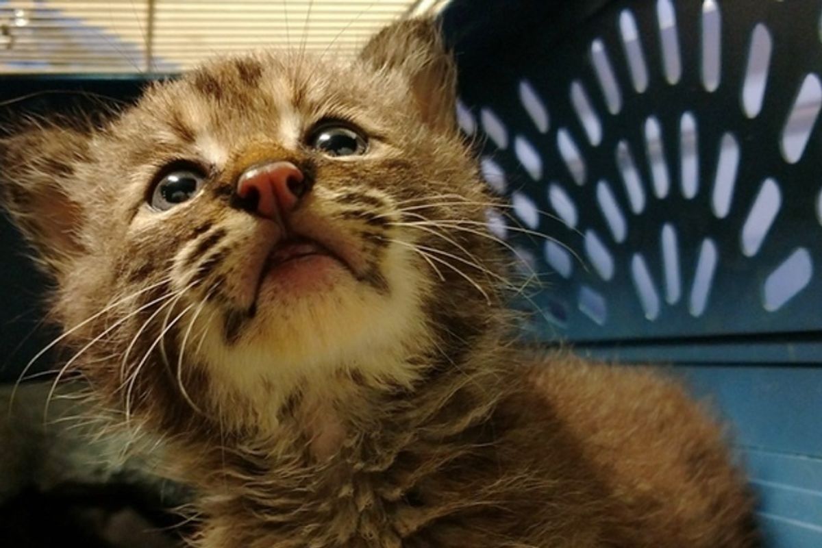 Man Saves Stray Kitten Then Realizes She Isn't What She Seems
