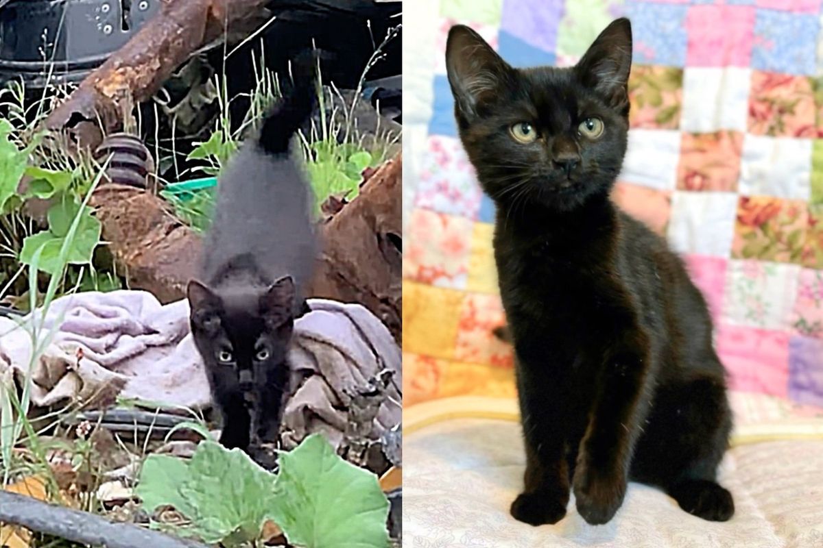 Kitten Jumps Out of the Woods and Runs Straight to People, In a Few Days Her Life Takes an Exciting Turn