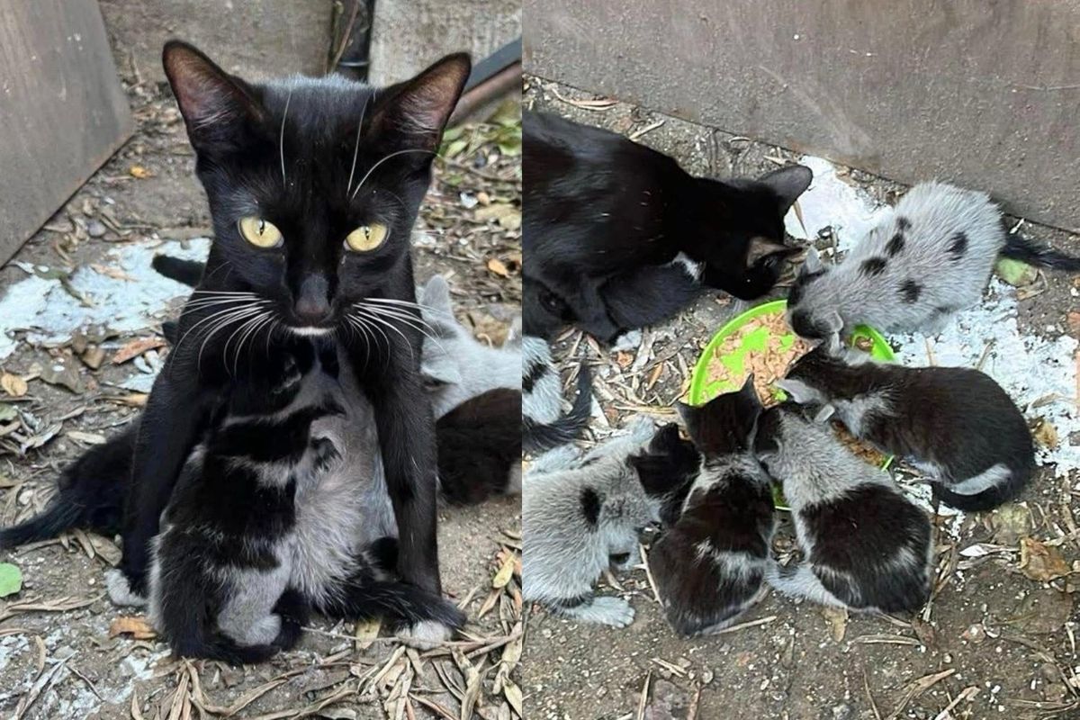 Cat and 8 Seemingly Gray Kittens End Up in Yard, Later Reveal Their Beautiful Fur After Leaving the Outdoors