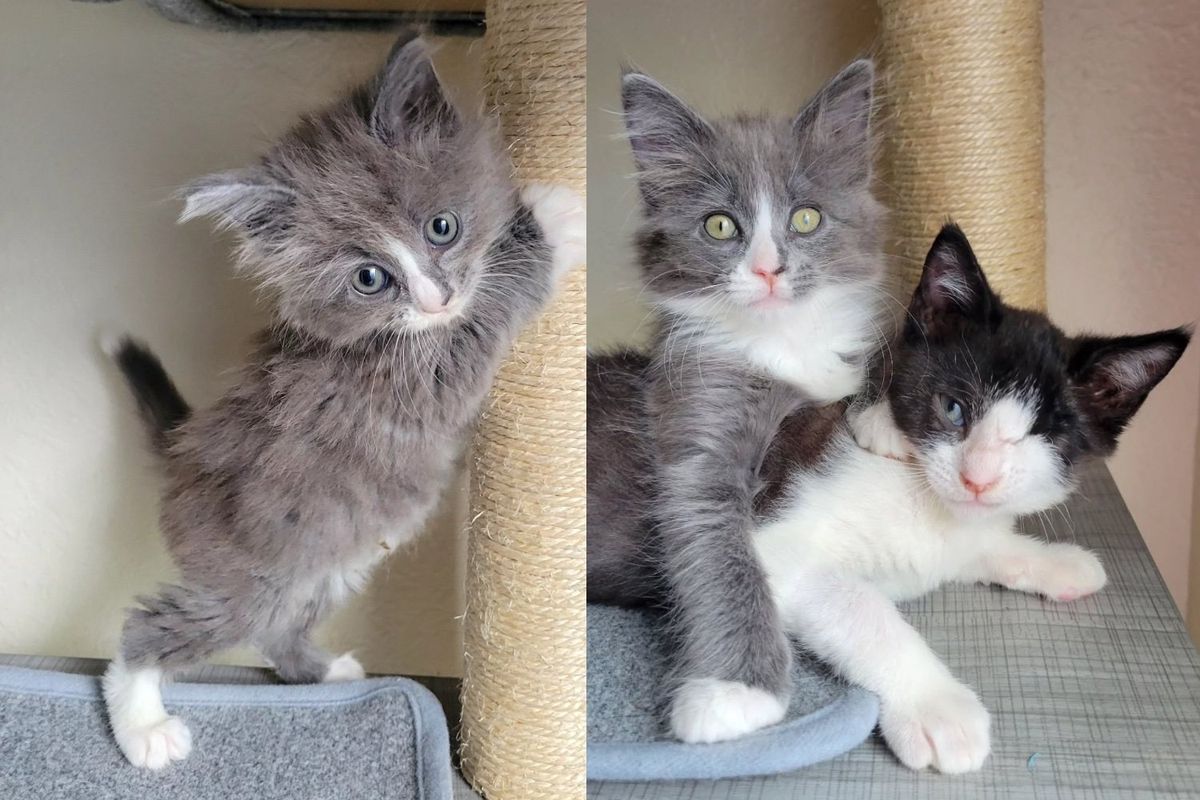 One-eyed Kitten Meets a Cat Who Never Met a Stranger, They Hit It Off in the Sweetest Way