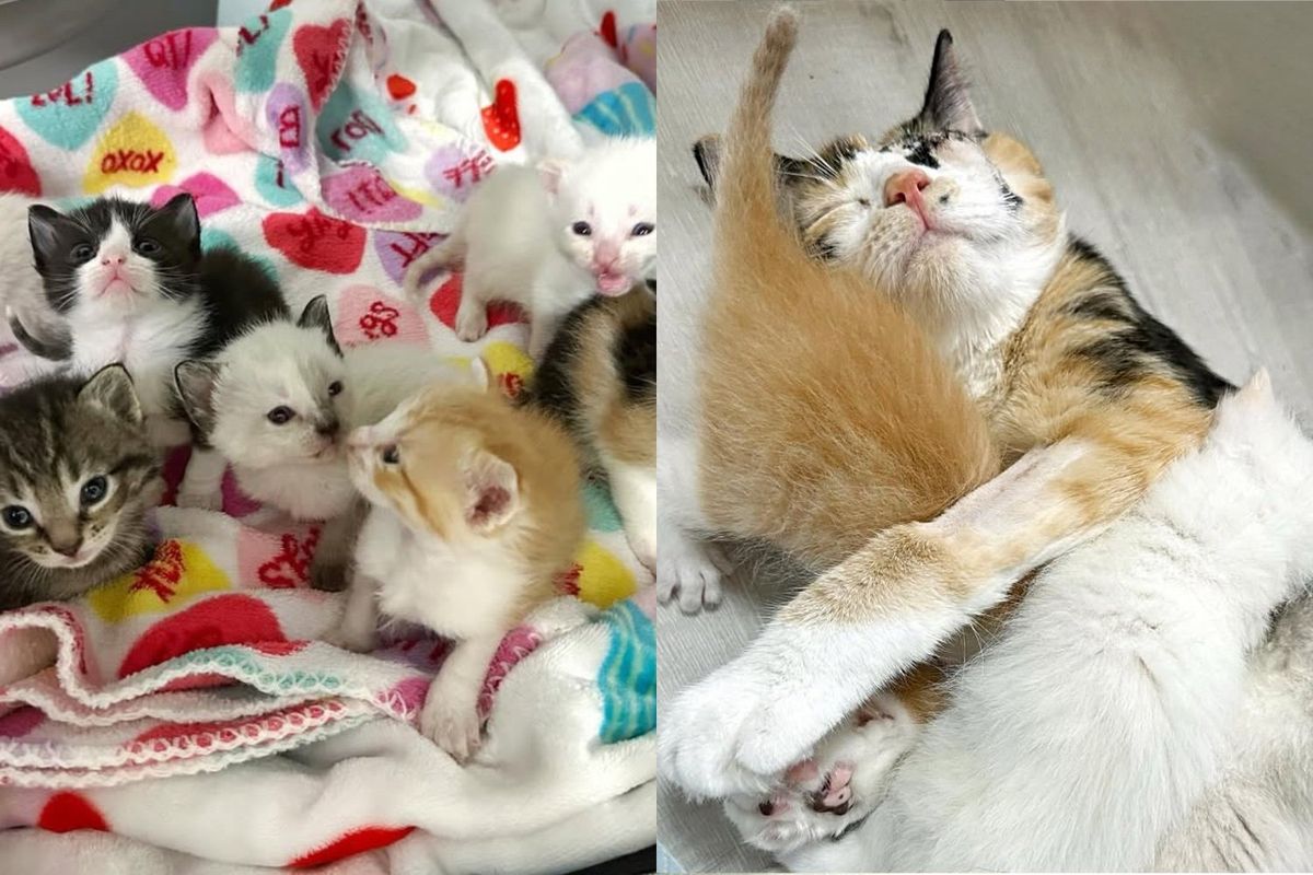 Rescuer Went to Shelter for Kittens But Saw Cat with Her Seven Come Through the Door, She Couldn't Leave Them