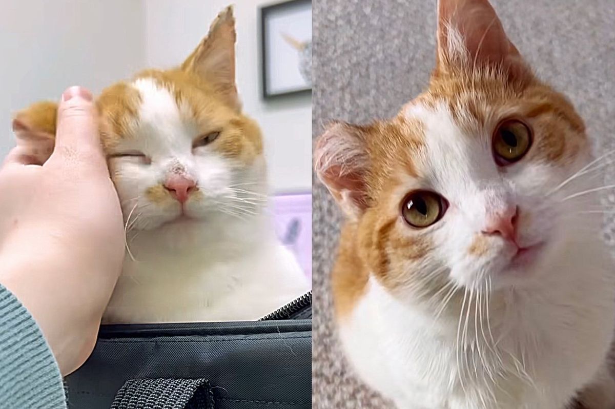 Kitten Frozen to the Ground Just Wanted to Be Snuggled When Found, Chirps Nonstop Now in Warmth