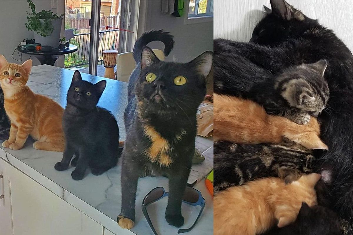 Stray Cat Chooses the Right Place for Her Kittens So They Won't Have to Live Another Day Outside