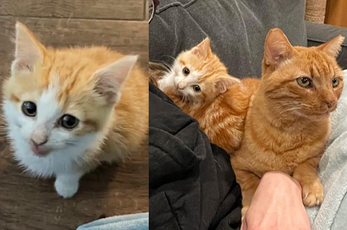 Kitten Who Needs Constant Company, Convinces Porch Cat to Come Inside the House