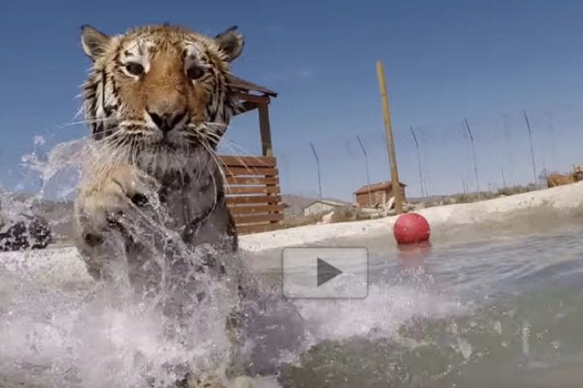 Rescue Big Cats Swim in Water for the First Time. The Joy!