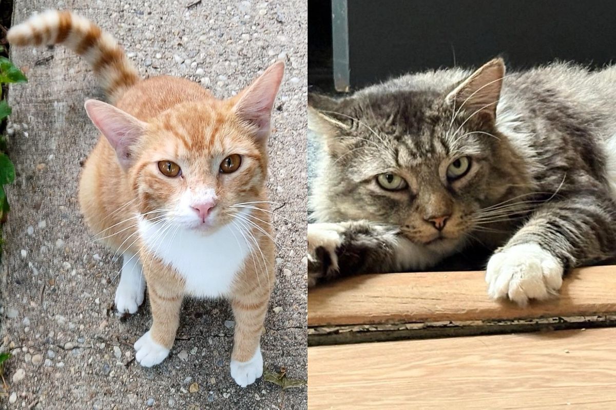 Couple on Honeymoon Wants to Get a Cat but Ends Up with Two Who Came from Opposite Sides of City