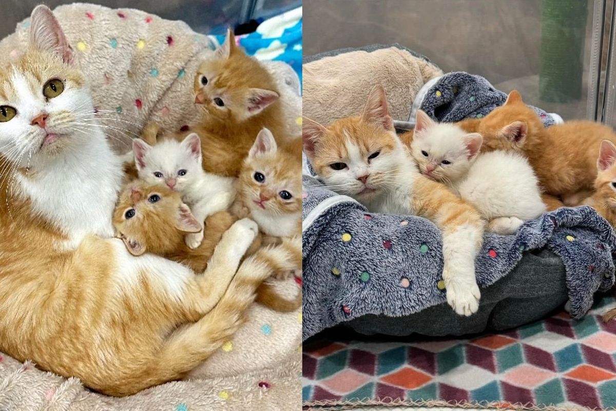 Person Returned to Get Cat and Kittens Out of Shelter After a Month, Giving Them Chance at Better Life