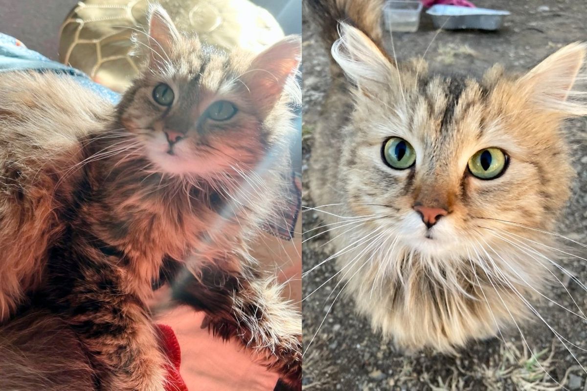 While Helping Super Friendly Cat Outside, They Notice Another Cat in the Shrubs and Can't Leave Her Behind