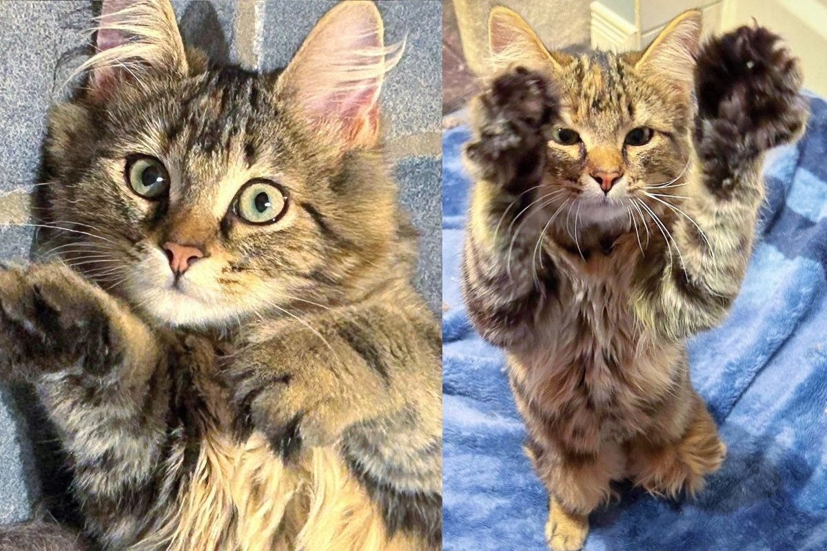 Cat Appears at Residence with Kittens in Tow, One of Them Needing Plenty of Help to Learn to be Brave