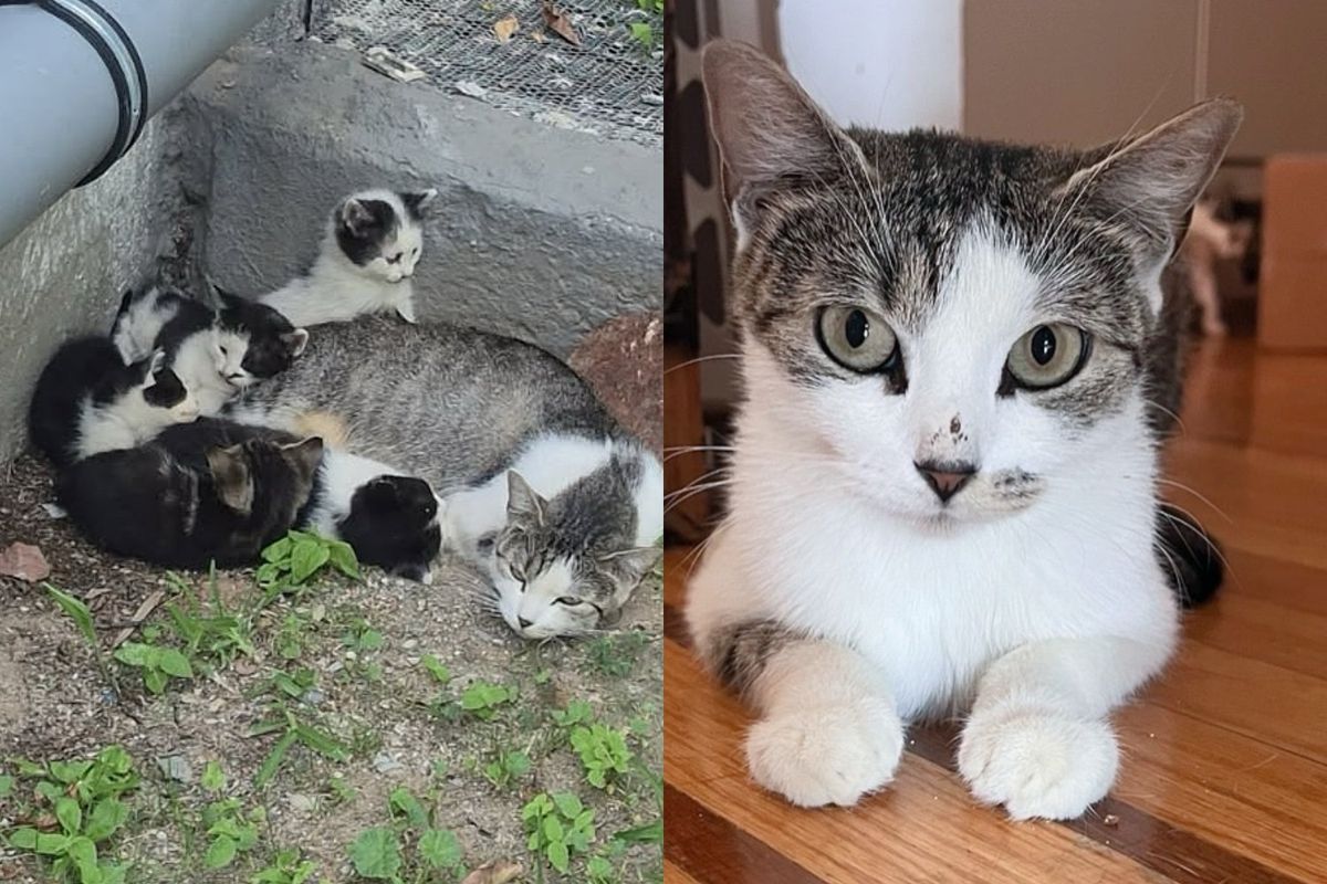 They Find Cat Living in Front of Public Housing with Tiny Kittens and Won't Leave Them Behind