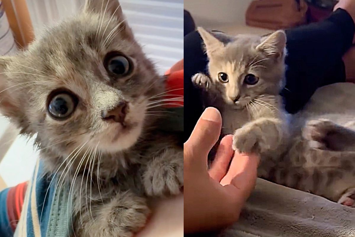 Kitten from Animal Shelter Truly Shines When She Realizes She No Longer Has to Fight