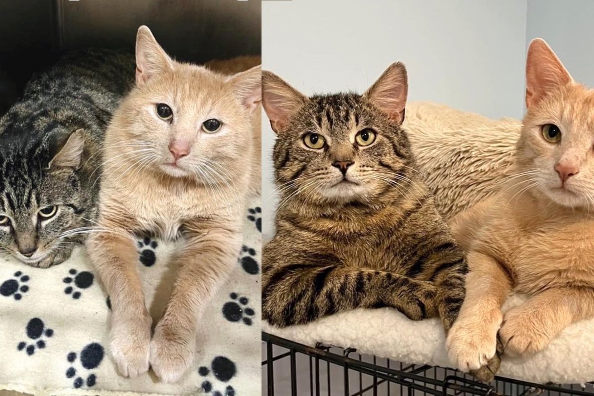 Shy Cats Depend on Each Other Their Whole Lives Meet Person Who Comes Back to Shelter Just for Them