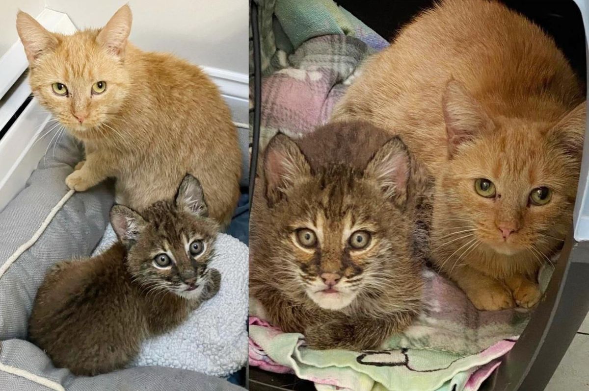 Cat Helps Care for a 'Kitten' Who Looks Different from the Others