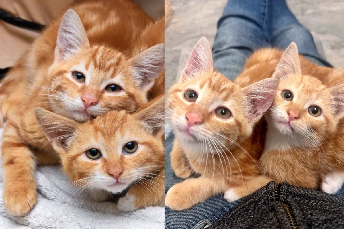 Man Takes in Kittens from a Lot and Notices How One Always Leans on the Other as They Change Before Him