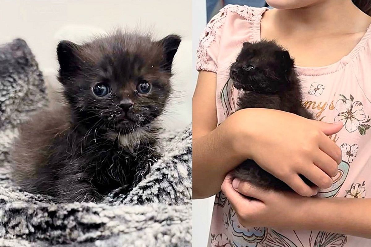 They Show Up at the Door with Kitten, Desperate to Save Him, Overnight the Young Cat Springs Back to Life