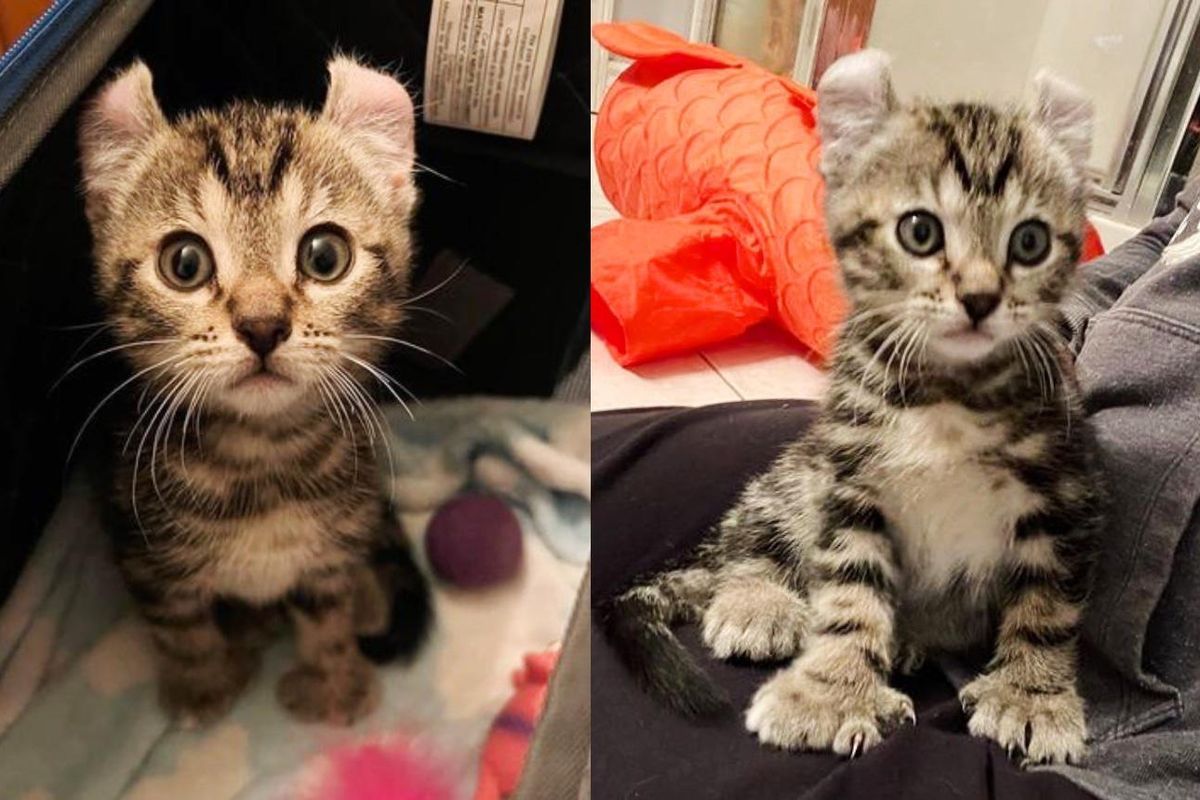 Kitten with Big Paws Decides to Cling to Woman Who Gave Him a Home, and Follow Her Cats Around