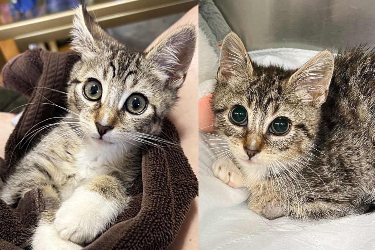 Kitten was Lying Next to a Wall, Hoping Someone Would Notice Him, Days Later His Life Completely Changed