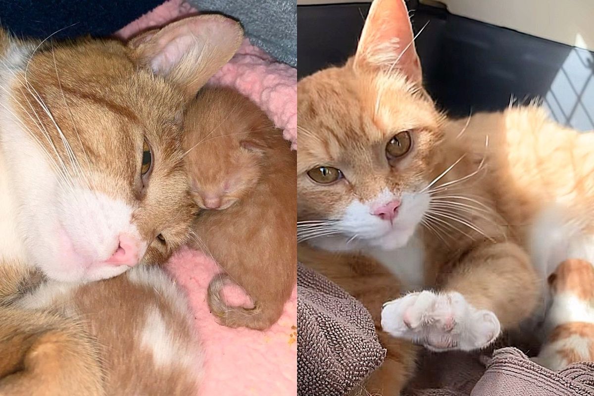 Cat is Thankful When Person Takes Her Family in, She Even Allows Their Gentle Canine to Kitten-sit