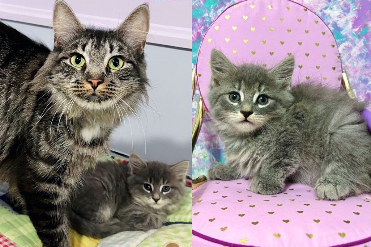 Cat Arrives at Animal Shelter with Kittens Then Staff Notice She's Especially Close to Smallest of the Litter