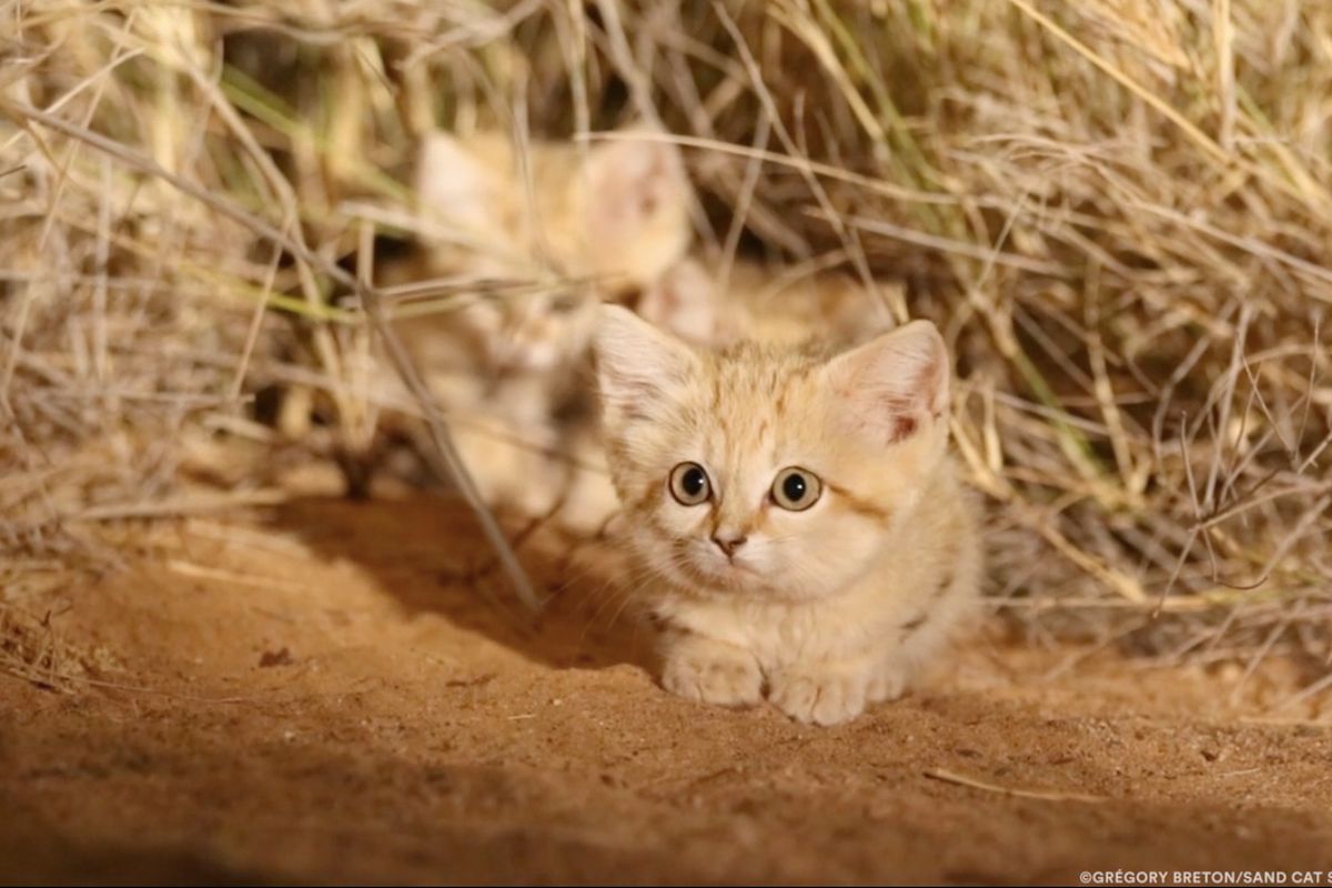 Sand Cat Kittens Spotted in the Wild for First Time and Captured on Camera
