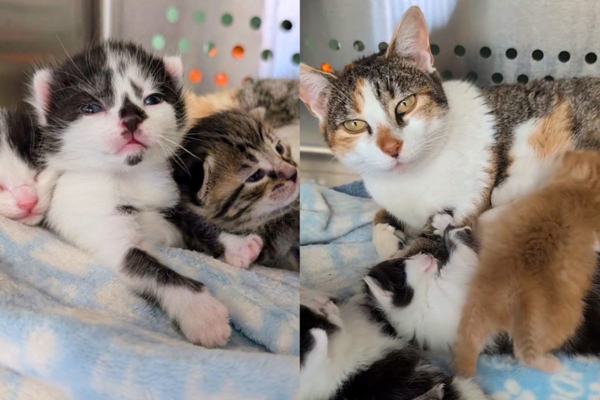 After Days They Found Missing Cat, When She Saw Her Kittens Again, She Immediately Went to Work