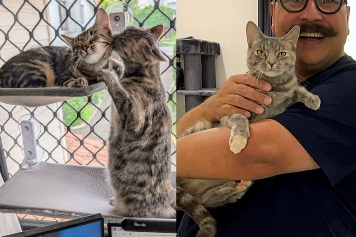 Man Goes to Adopt Kitten but Ends Up Bringing Home Another Cat too, Turns Out It's the Best Decision