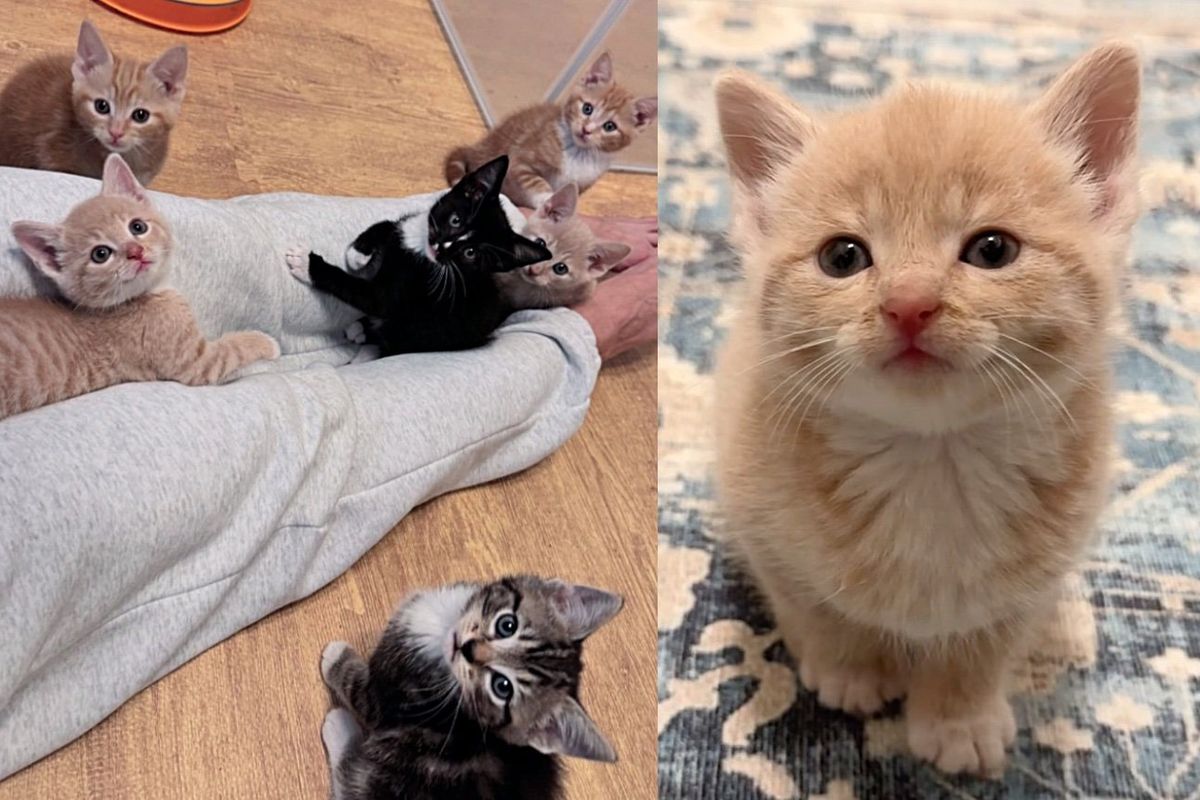 Kitten Meows All Day After Being Found in the Road, Crew of Cats Take Him in, Making Him Feel Like He Belongs