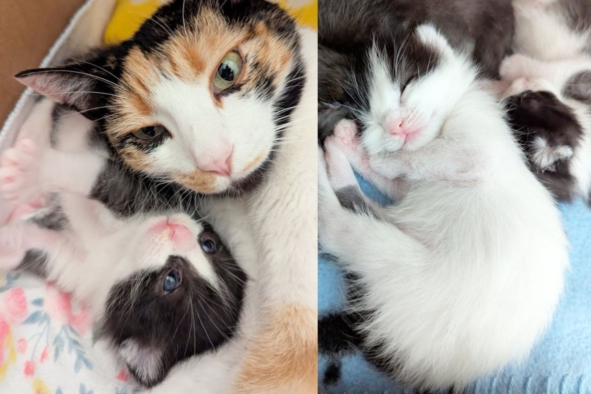 Day After They Bring Cat to Shelter, Her Six Kittens Arrive, But This Time She Won't Have to Do It Alone
