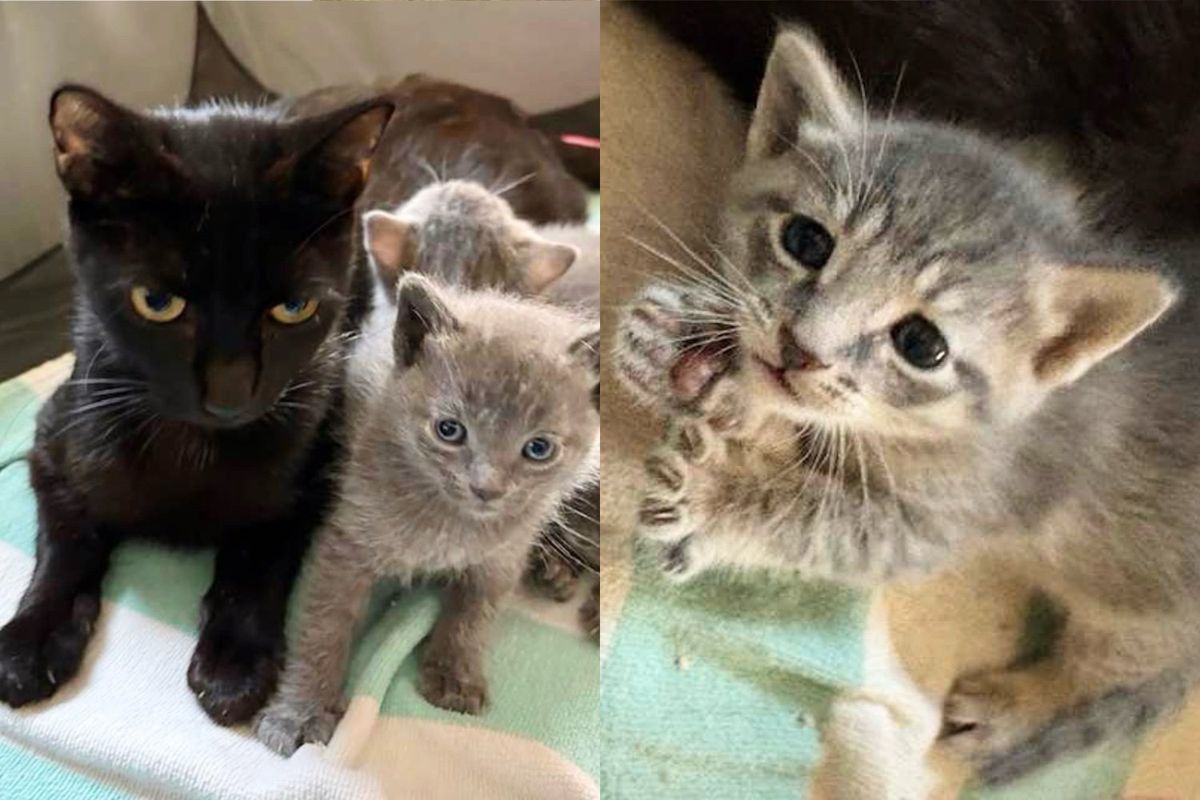 Residents Found Cat and Kittens in Parking Lot and Couldn't Leave Them Out There Another Day
