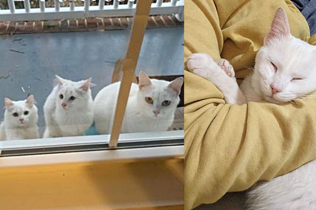 Cat Waits at the Door with Her Two Kittens as They are Ready to Leave the Streets