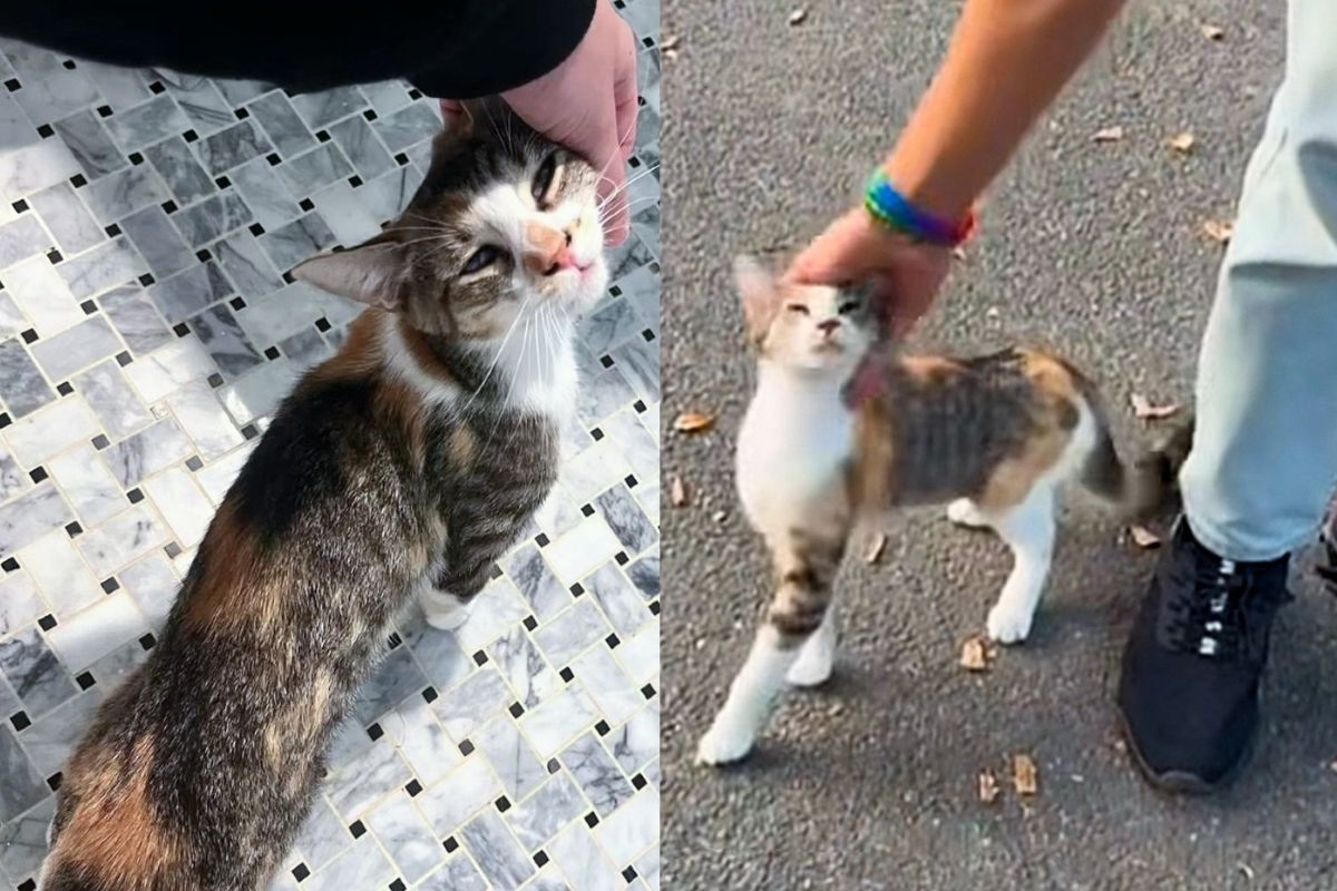 Cat Comes Up to Strangers Asking for Attention Until Someone Scoops Her Up and Changes Her Life