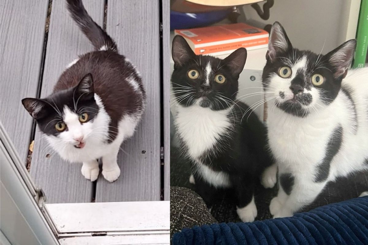 Cat Comes to Family's Garden with Two Kittens, But Has a Few More on the Way that Need Help