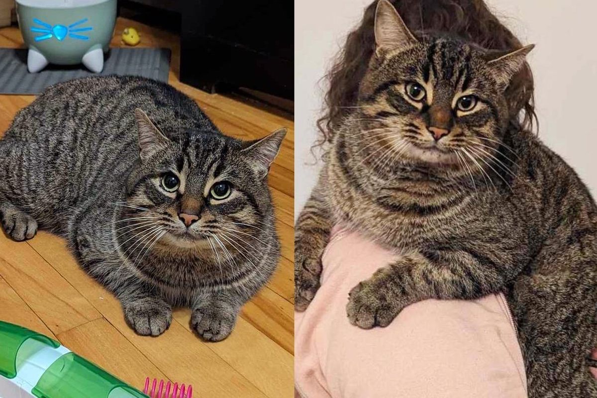 Cat Curled Up Outside House on Bitter Cold Day, When the Door Opened, He Walked in Ready for Change