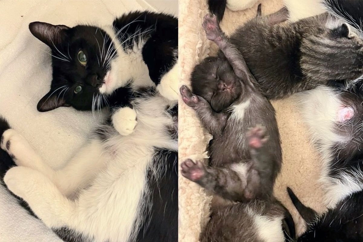 Woman Thought She was Caring for Male Cat with Nowhere to Go, Only to Discover Kittens with the Cat One Day