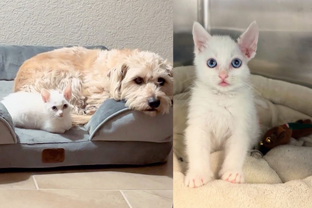 Kitten Lets Nothing Hold Him Back, Now Has Cat-adoring Friend by His Side and Promise of Great Life