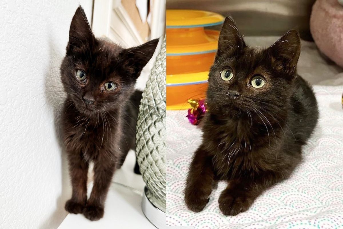 Kitten Weary of Living in the Outdoors is Thrilled to Be Inside One Day, She Can't Stop Having Fun