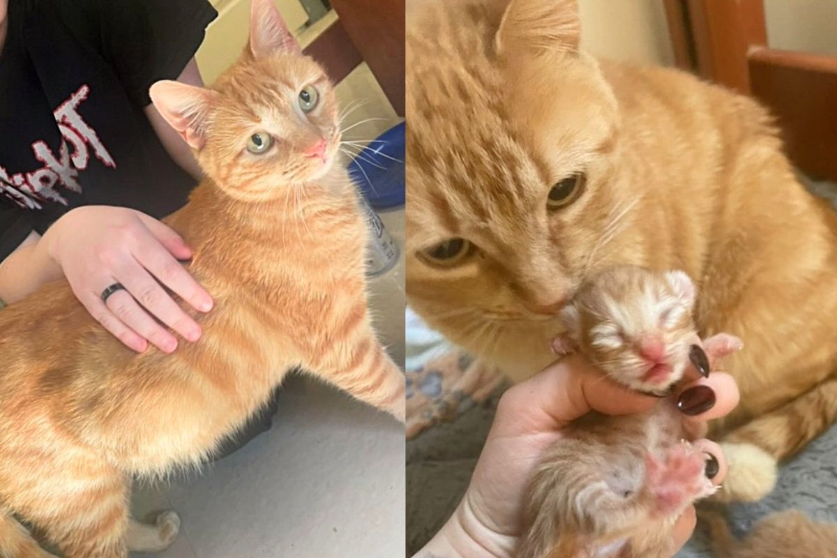 Cat Had Nowhere to Settle Until Neighbors Saw Her, Now She Has Two Kittens and New Chapter