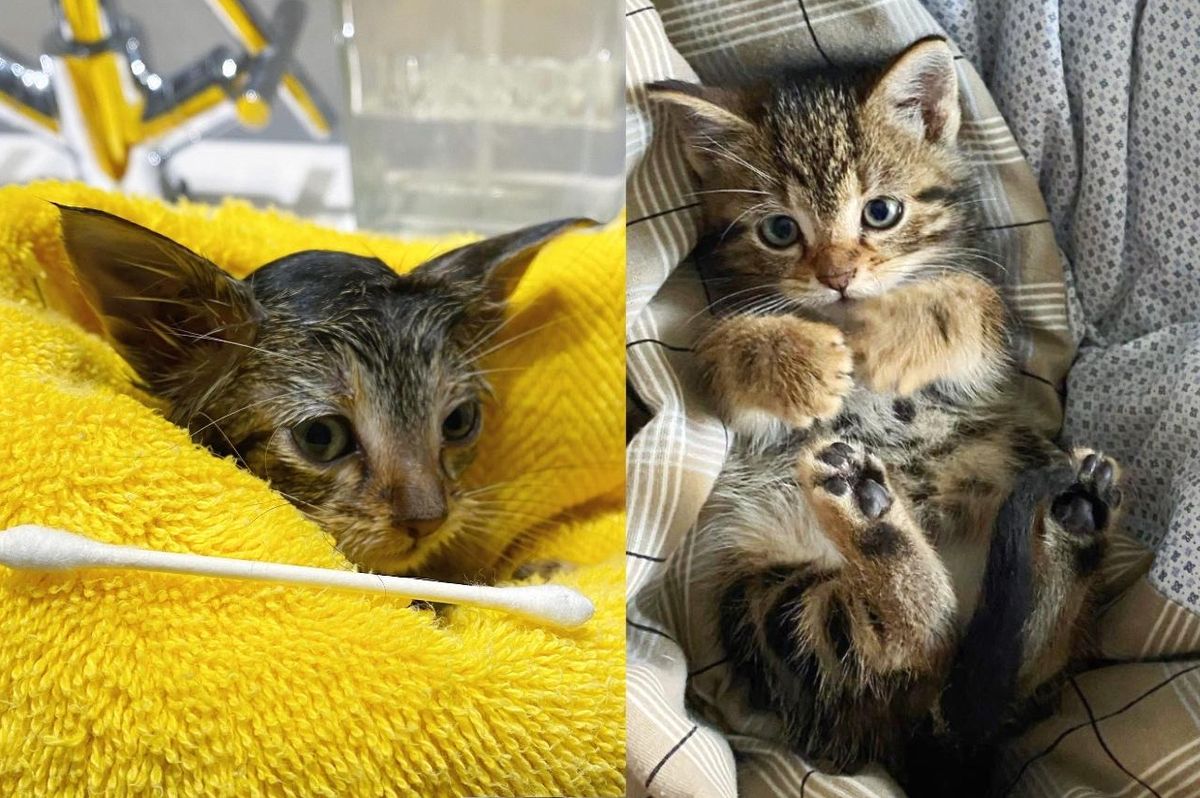 Kitten Found Lying in Bushes Alone Now Has Warm Sheets and Laps to Sit on