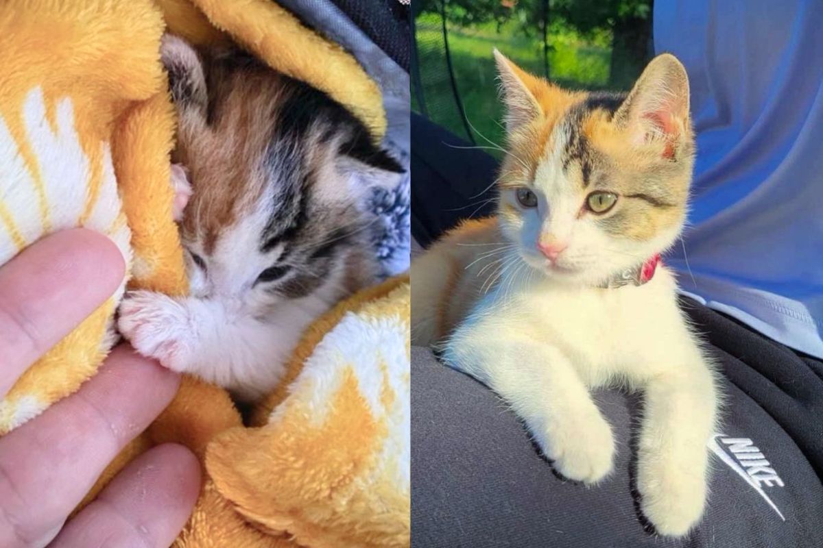 Kitten Spotted Alone Under a House Turns Out to Be an Adventure Cat Who Follows People Everywhere