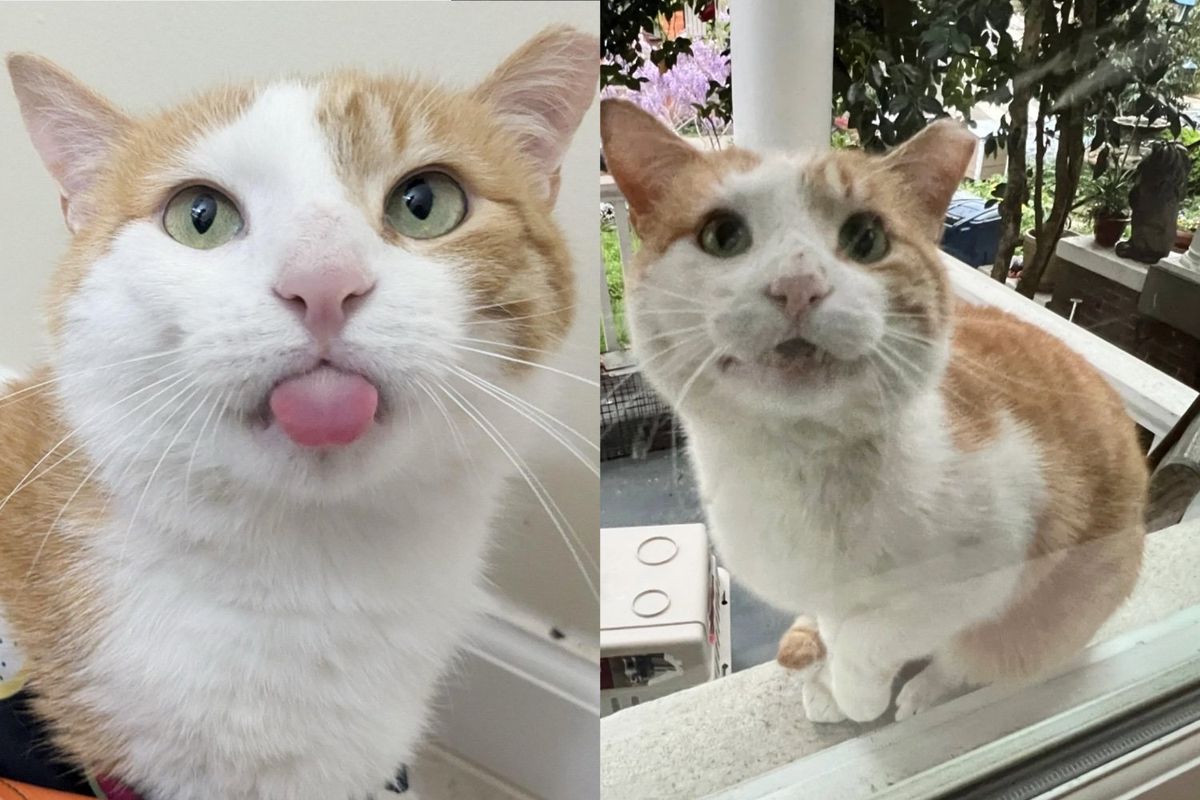 Cat Comes Begging at the Window One Day, Ready to Trade the Streets for Warm Sheets