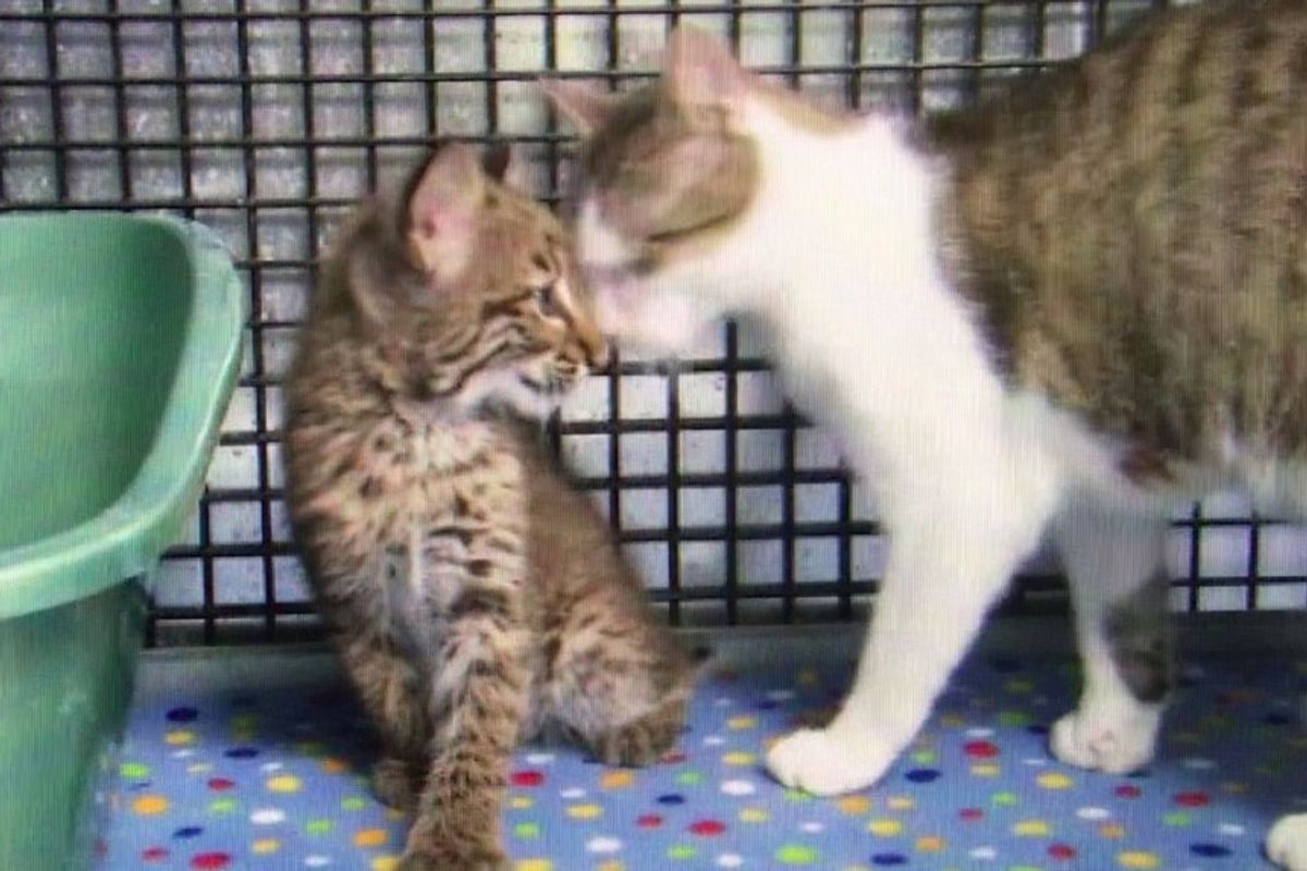 Stray Cat Saves Baby Bobcat who Lost His Own Mother