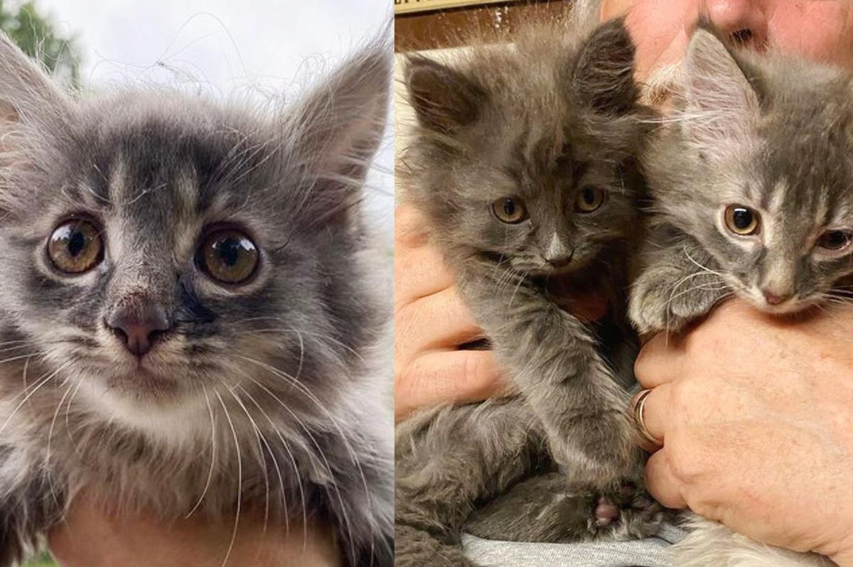 Woman Helps Kitten Cowering on Window Ledge and Goes Back to Find Her Cat Brother