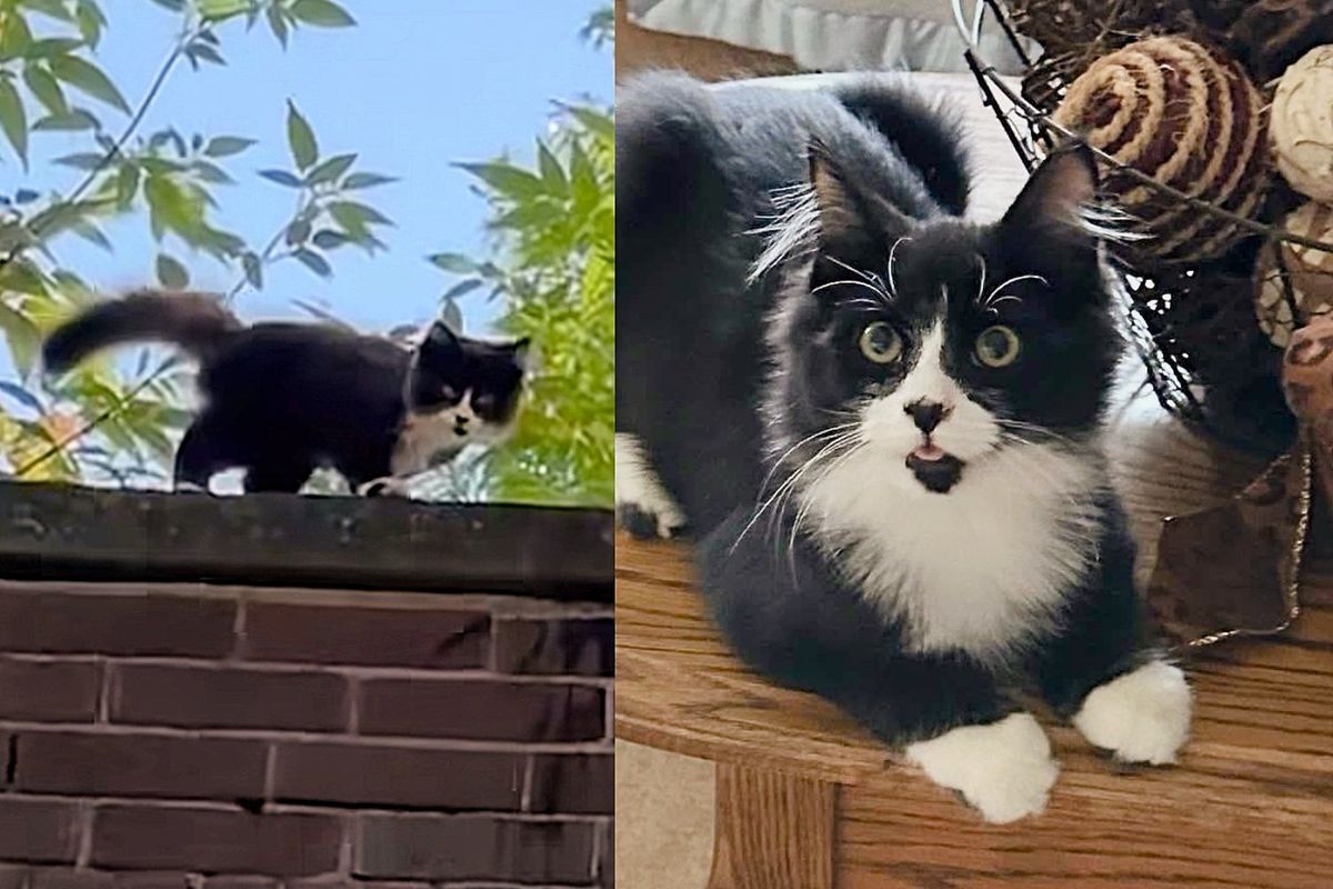 Kind Person Heard the Sound of a Kitten from the Rooftop and Found Him with a Cat, Ready for Good Life