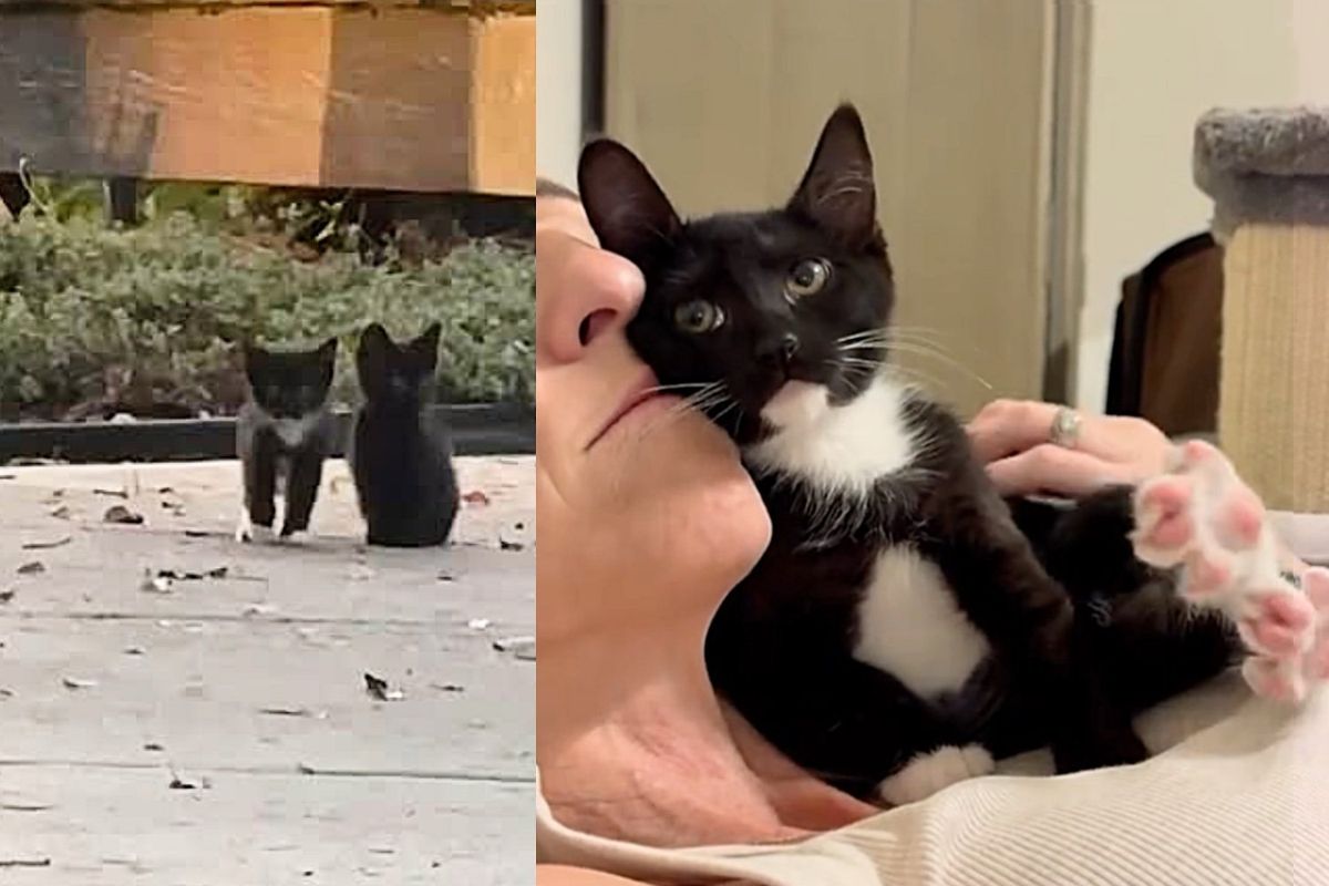 Street Kitten, Toughest Among the Cats, Finally Lets Her Guard Down, It's the Sweetest Thing