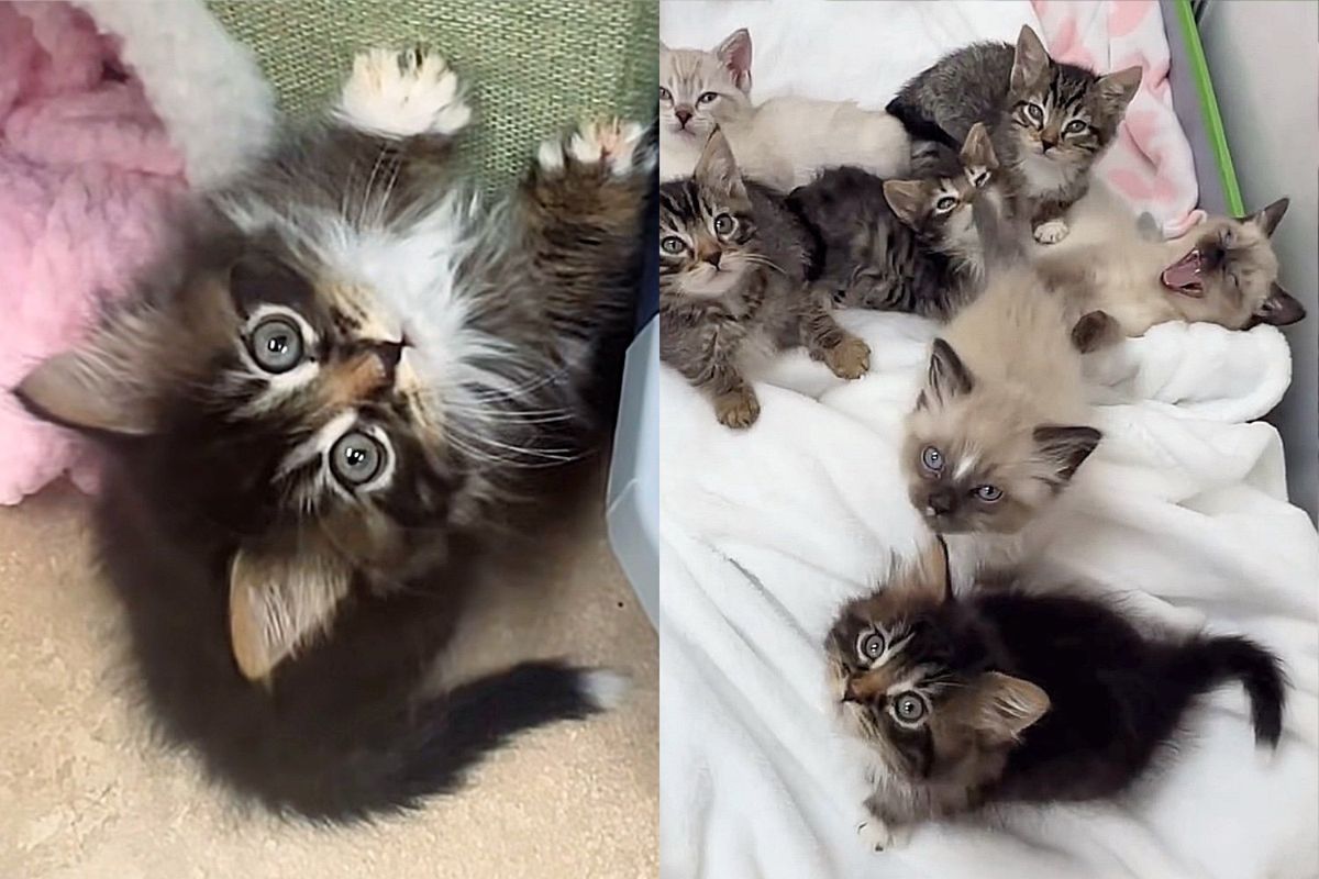They Scoop Up Seven Kittens from Yard and Watch Them Transform Overnight Indoors