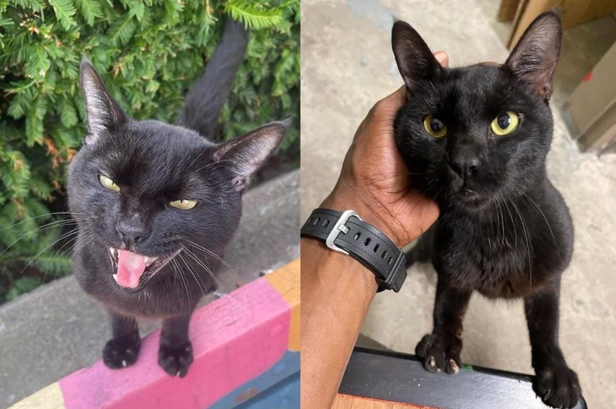 Stray Cat Seeking Affection from Everyone, Finds His Way onto People's Laps at an Office