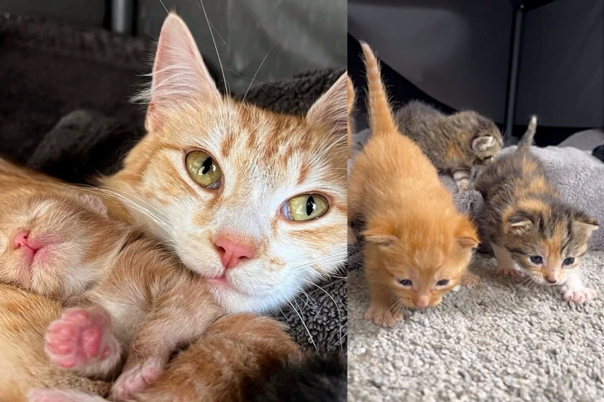 They Give Cat Haven to Raise Her Litter and Watch Her Thrive into Happy, Fluffy Companion She was Meant to Be