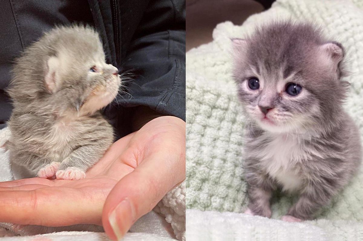 Kitten 10 Days of Age Holds onto the Hands that Help Her and Turns into Fluffy Happy Purr Machine